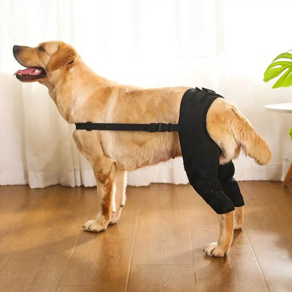 Dog Braces & Support - Simply Petastic